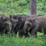 Saving Elephants with AI